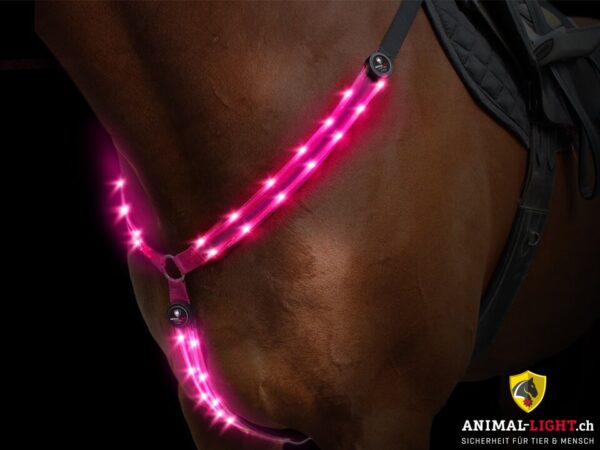 Animal Light Leucht-Vorgeschirr – Bild 5